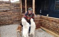 Şile'de köpek çalan iki sanığa 5 yıl 2 ay 15 gün hapis cezası