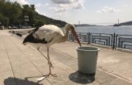 İstanbul Boğazı'nın Yaren'i